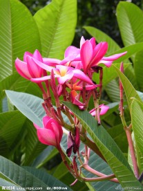 鸡蛋花