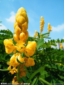 蜡烛花