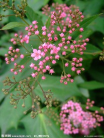 柳叶绣线菊