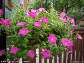 矮牵牛花
