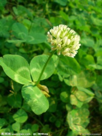 白车轴草 白三叶草