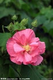 木芙蓉