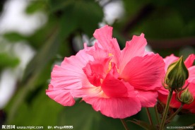 木芙蓉