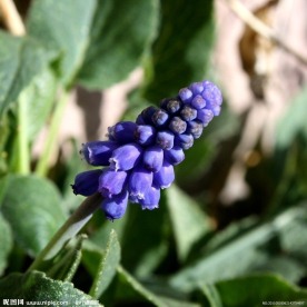 小紫花
