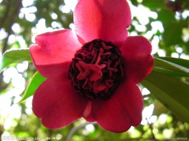 花朵与光线