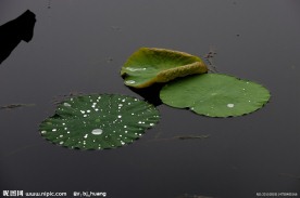 雨后荷塘