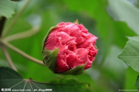 木芙蓉