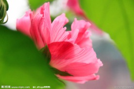 木芙蓉