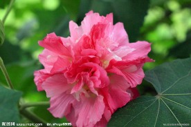 木芙蓉