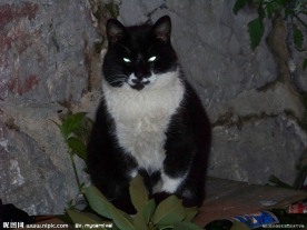 野猫