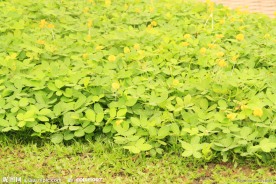 绿色花草
