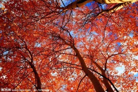 喀纳斯禾木红叶