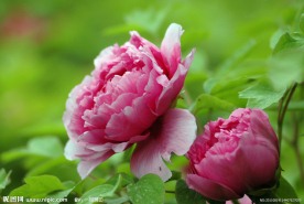 洛阳牡丹花