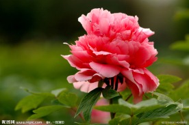 洛阳牡丹花
