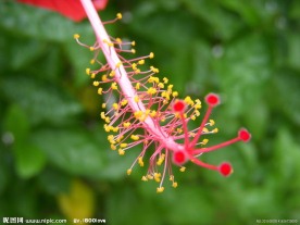 扶桑花花蕊