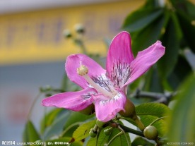 美人树 美丽异木棉