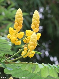 翅荚槐 蜡烛花