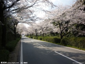 樱花路