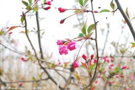 红叶李