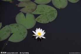 雨后荷塘