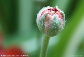 花毛茛