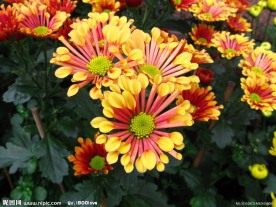 菊花 红菊