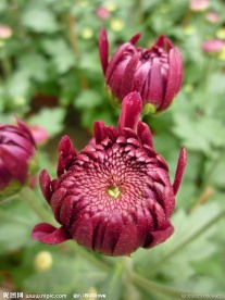菊花 红菊