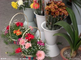 花篮 花盆