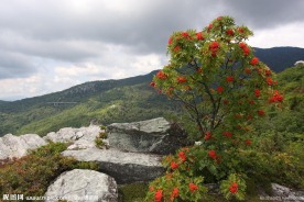 山坡上的小红花