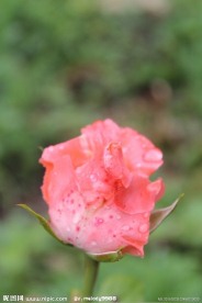 粉红色月季