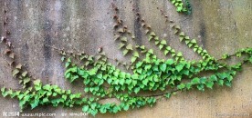 爬山虎