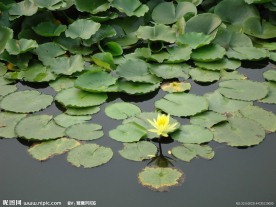 夏日荷塘