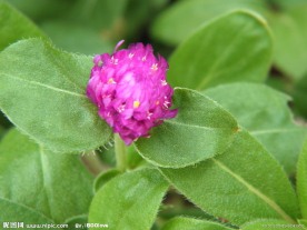 菊花 红菊