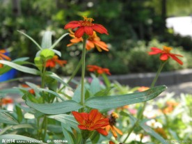 菊花 红菊
