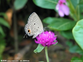 菊花 红菊 蝴蝶