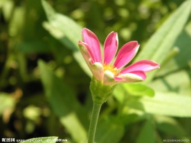 菊花 红菊
