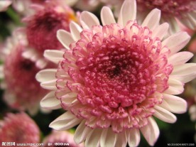 菊花 红菊
