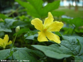 大黄瓜的花