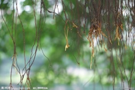 榕树根下的世界