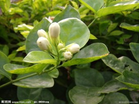 茉莉花