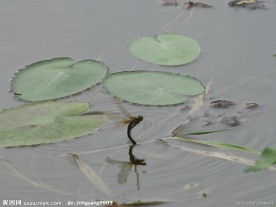 蜻蜓点水