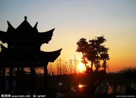 夕阳红