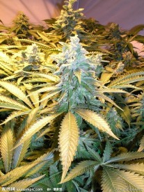 植物园里的珍希植物