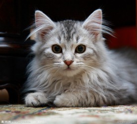 小猫