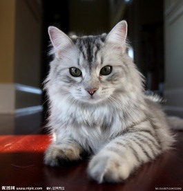 小猫