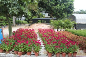 花圃