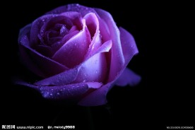 夜色紫玫瑰