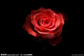 夜色玫瑰