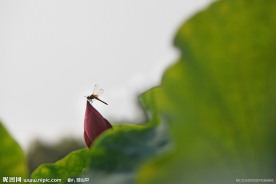 荷花与蜻蜓