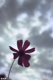 仰望